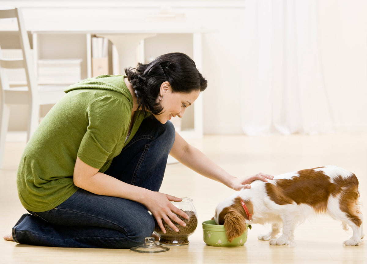 Why Better Feeding Habits Create Happier Pets