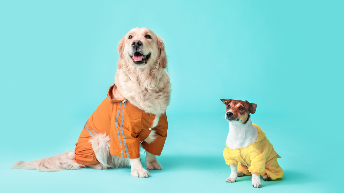 The Simple Habits Behind Happy Pets