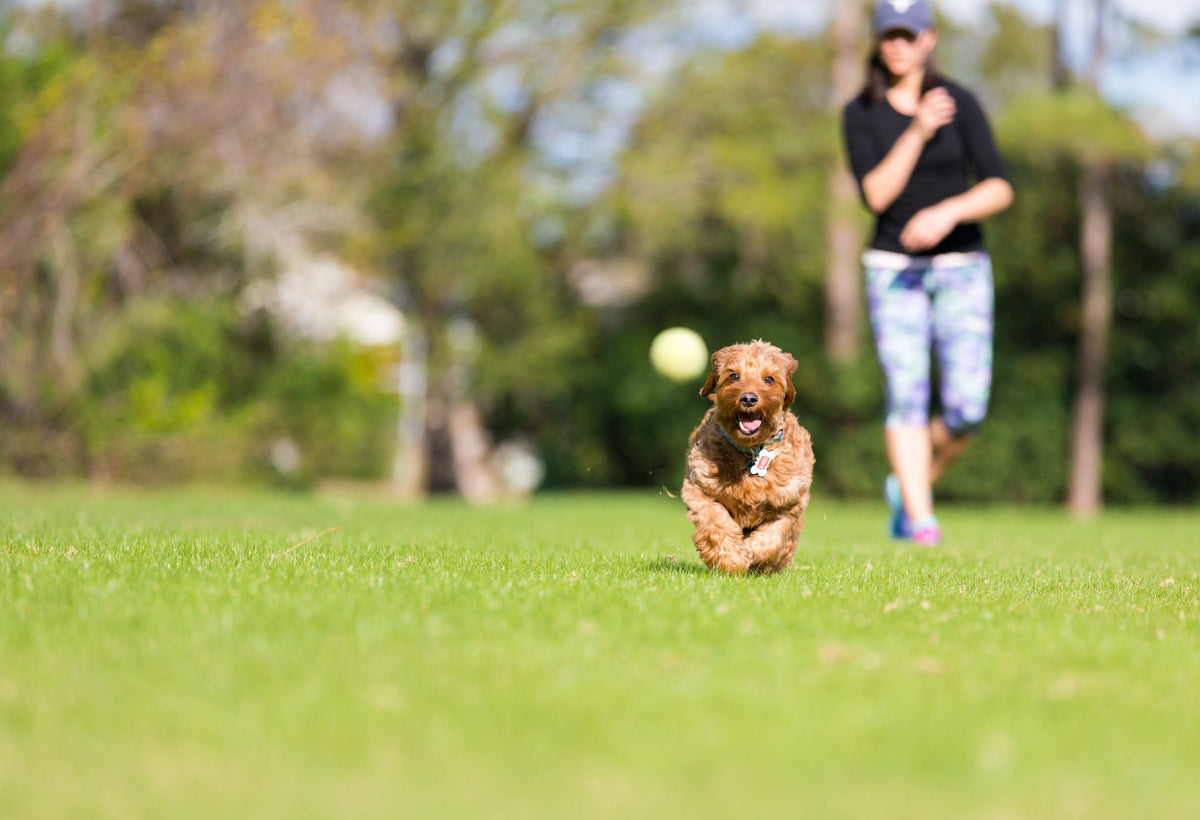 Why Playtime Is Essential for Happy and Healthy Pets