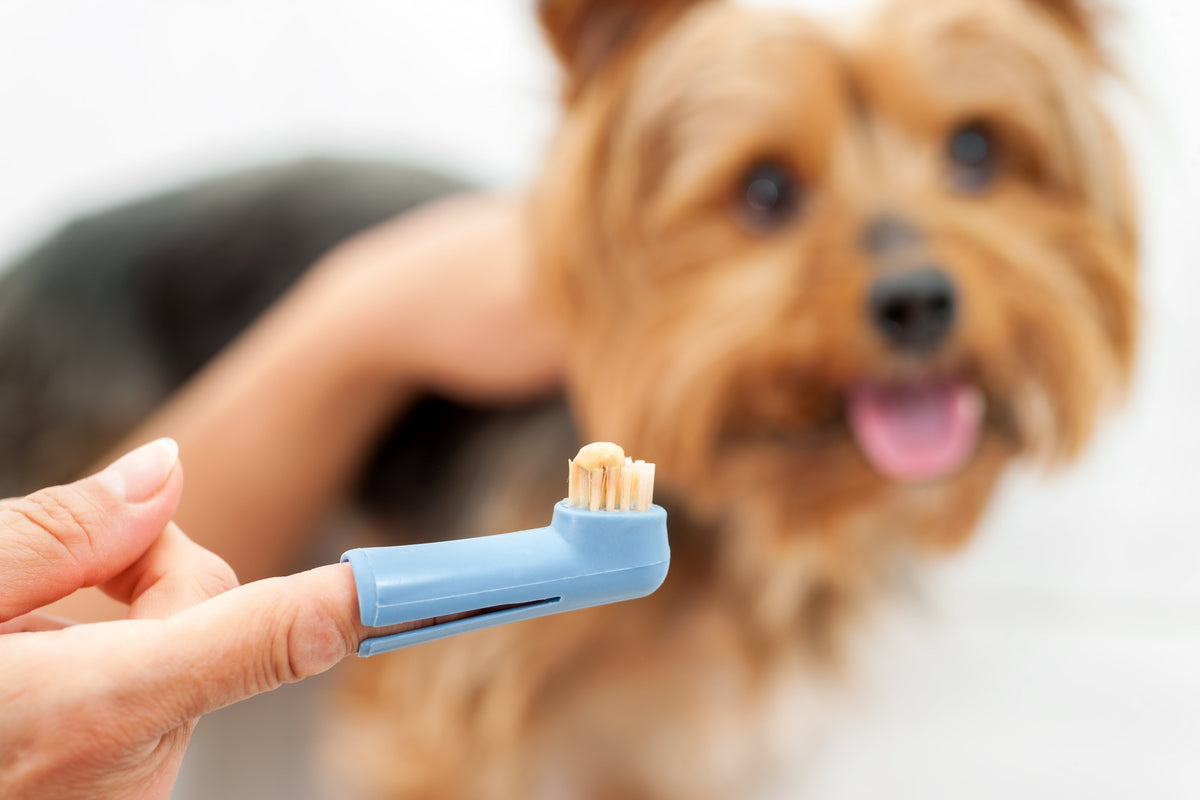 Grooming & Hygiene