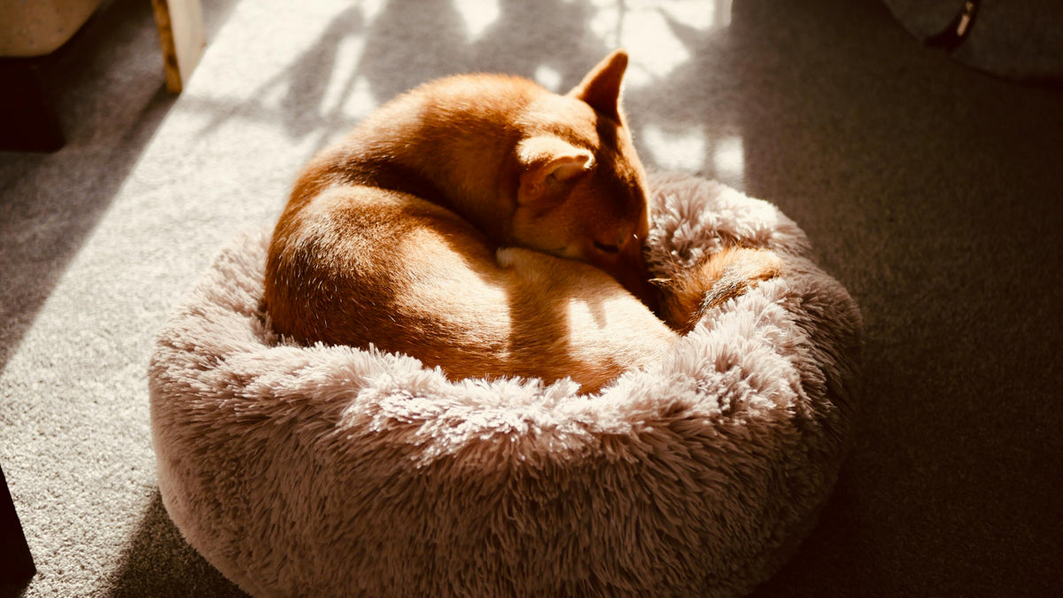 Therapy & Comfort