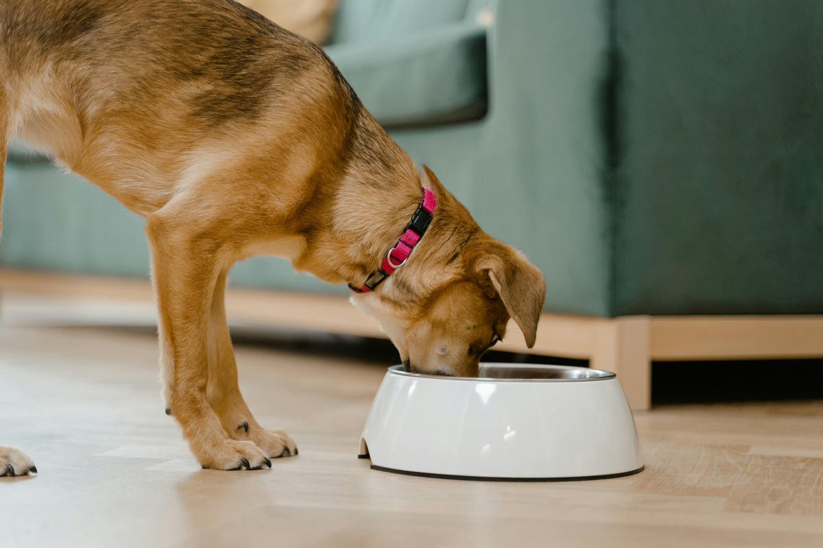 Feeders & Bowls