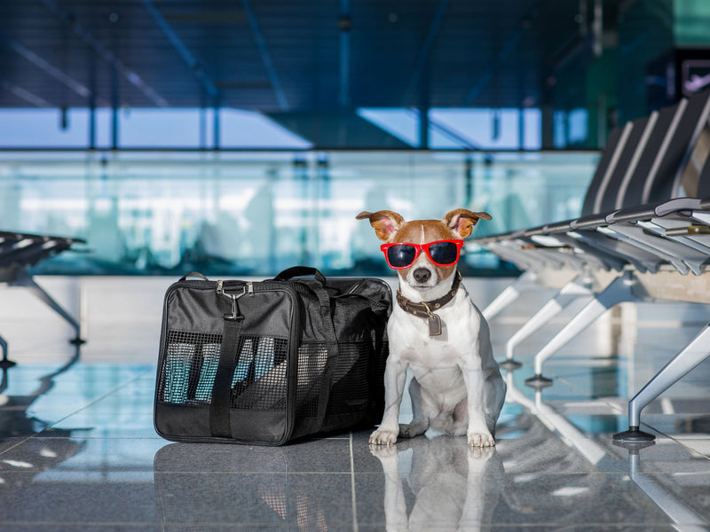 Travel Carriers