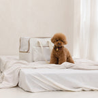 Everyday Pet Carrier  [Pre-Order]